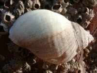 Carnivorous molluscs: dogwhelks 